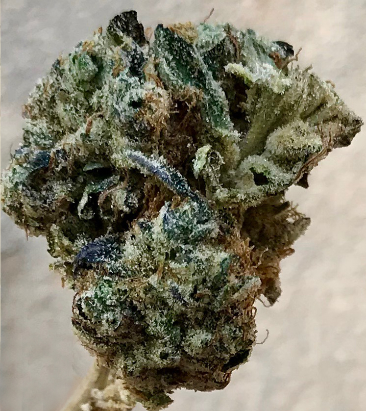 Blackberry by gLeaf. This is a photograph of the strain Blackberry by gLeaf