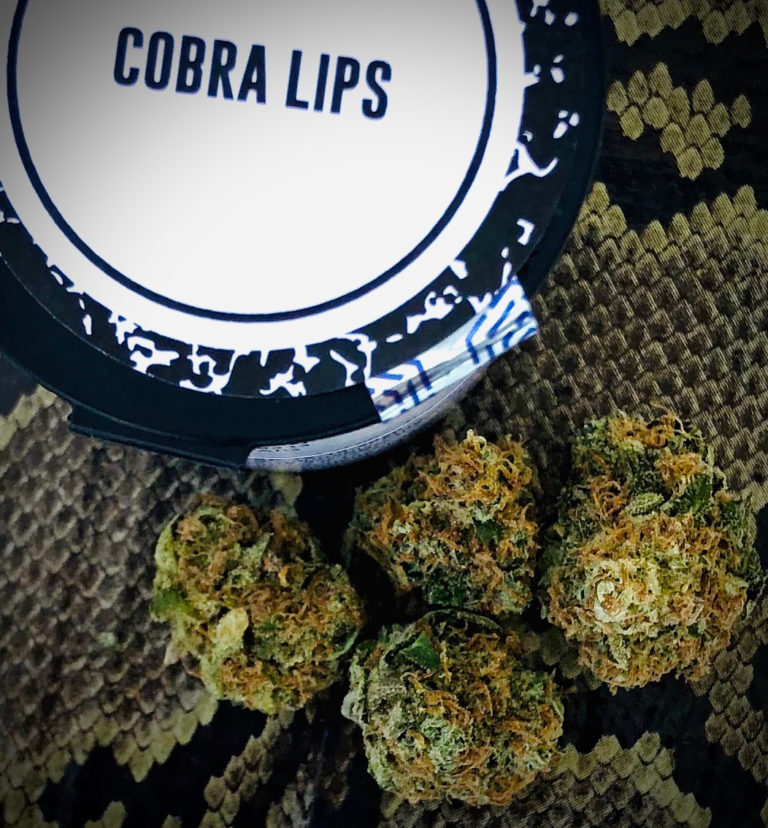 Cobra Lips strain by Culta