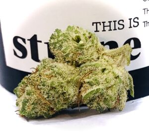 snow monster bud in front of strane label