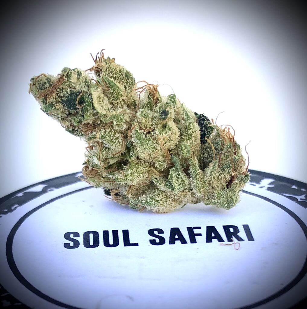 soul safari strain allbud
