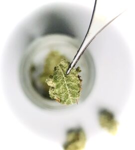 micro-dosing cannabis 5