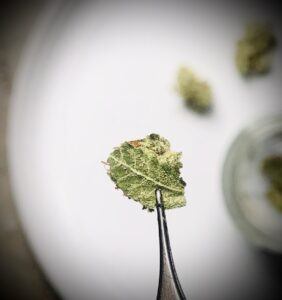 micro-dosing cannabis 6