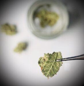 micro-dosing cannabis 7