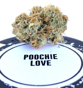 beautiful bud of poochie love with rust colored stigma on poochie love by culta label