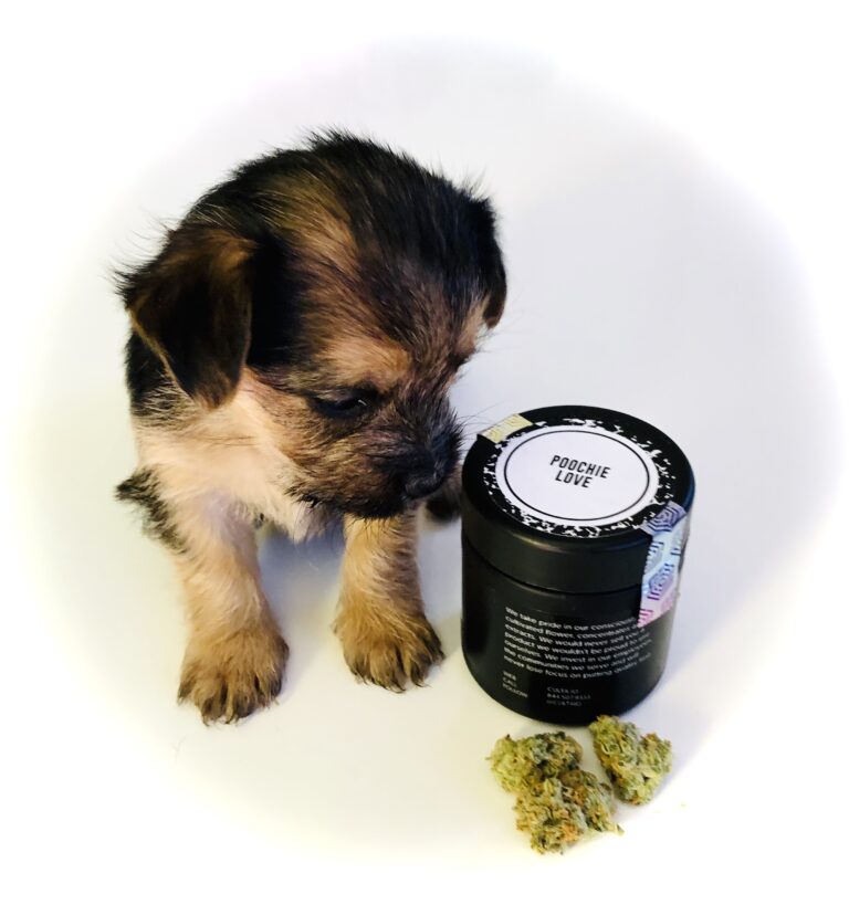 puppy with poochie love by culta's new glass container and buds