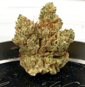 bud of grow west chem 91 x ad with olive green leaves and rust colored hairs