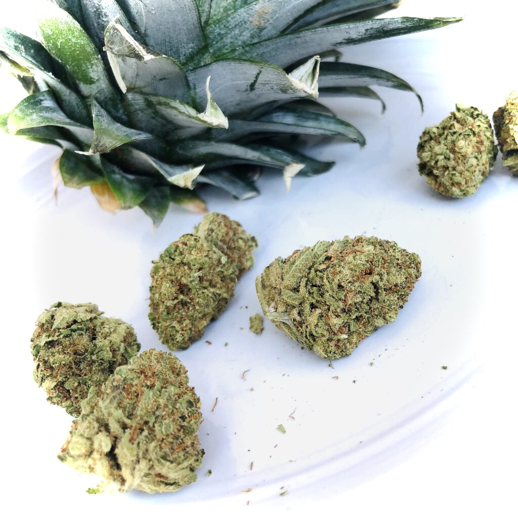 buds of pineapple kush next to pineapple leaves