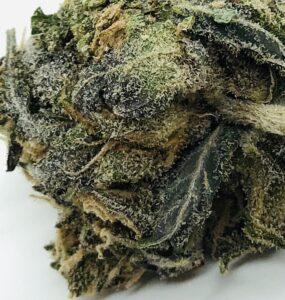detailed image of bud of bluniverse by grow west