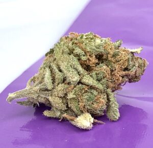 a very dense bud of critical sensi star on a purple roll one ziplock container