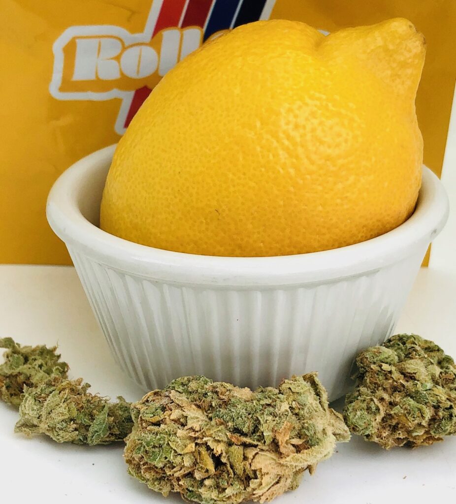 buds of an eighth of lemon kush headband strain by harvest roll one in front of rollone ziplock and lemon