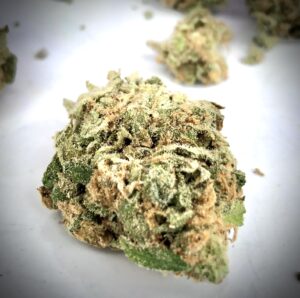 detail of solitary bud of critical sensi star by roll one