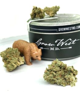 triangle kush by grow west with miniture plastic bear