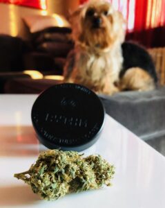 bud of l'orange strain in natural light with a chorkie dog in the background