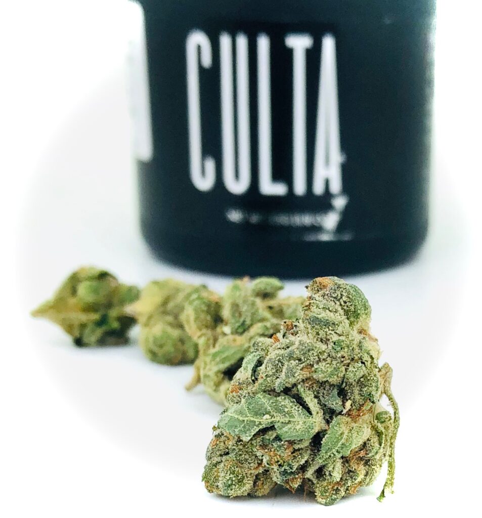 closer image of buds of planet purple by culta in a line with container in background