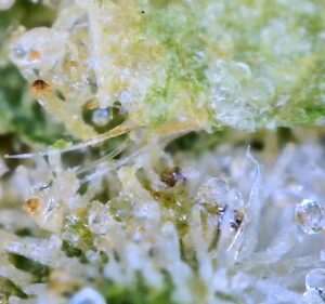 macro photo of brilliantly colored pistils trichomes and leaf material from bud of dog patch by strane