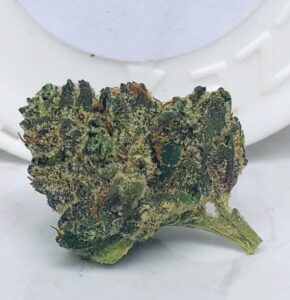 close photo of cookie face bud which strongly resembles gmo cookies in color and structure