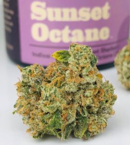 sunset octane bud closer range showing the many colors of these wonderfully cured buds