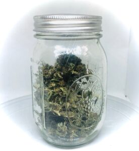 old fashioned glass mason jar filled with cannabis buds