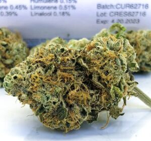 crescendo cannabis strain bud