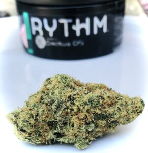 another view of giant cactus og bud in front of rythm container