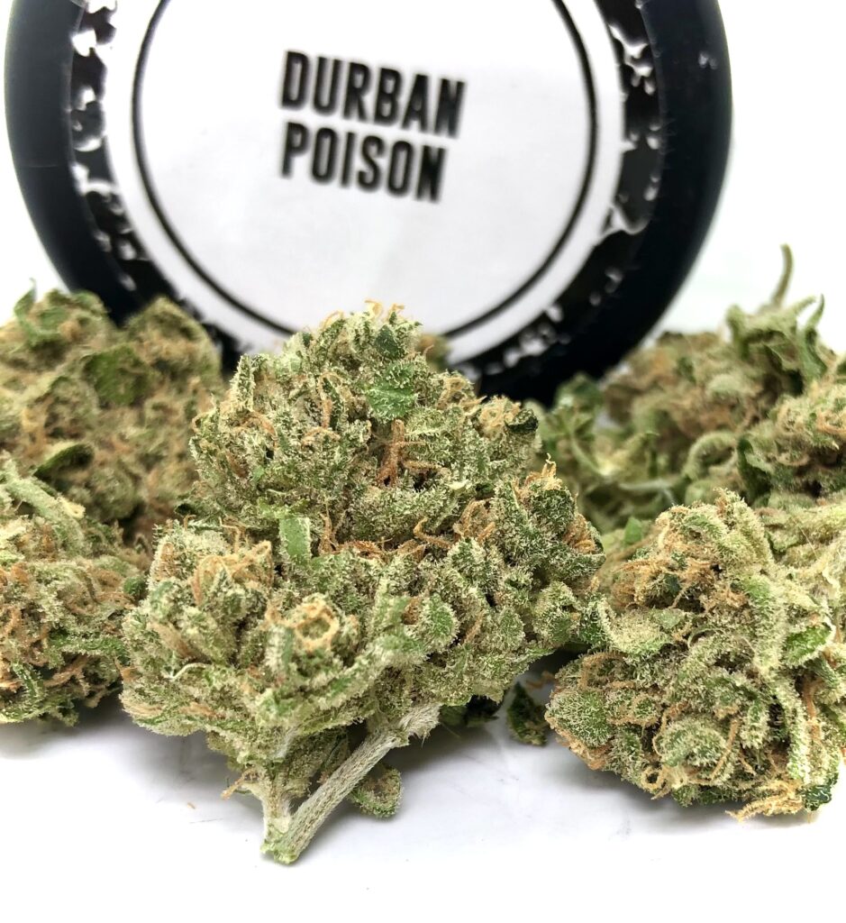 closeup of durban poison buds