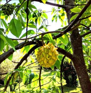 rollinia fruit on tree
