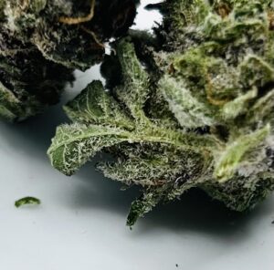 detailed image of lemon cream bud showing an outer sugar leaf with a coating of white trichomes